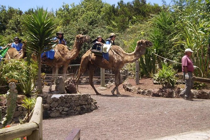 Camel Riding Tour at El Tanque, Tenerife - Review Insights: What Visitors Love and Criticize