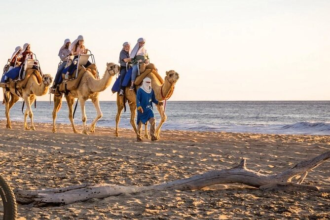 Camel Safari and Gastronomic Experience in Los Cabos - Transportation and Entrance Fees Included