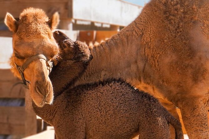 Camel Safari and Gastronomic Experience in Los Cabos - Who Will Enjoy This Tour Most