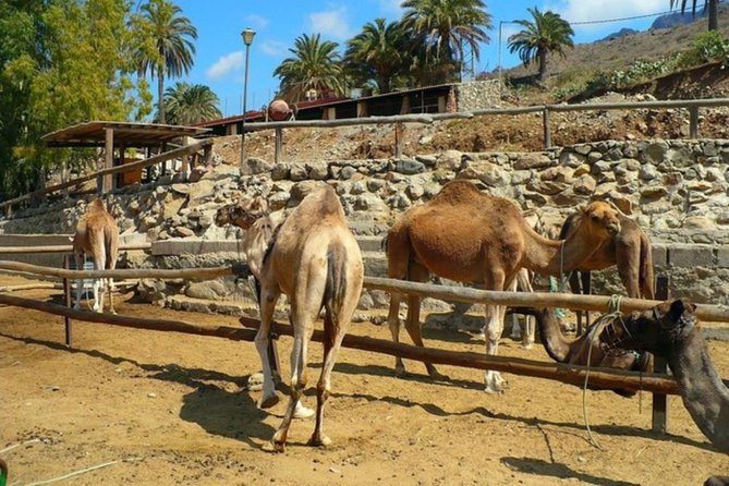 Camel Safari through the Dunes of Maspalomas - Final Thoughts on the Maspalomas Camel Safari