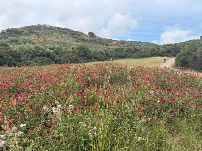 Camí de Cavalls Coastal Walk: Favaritx to Es Grau - Ending in Es Grau: Coastal Village Charm