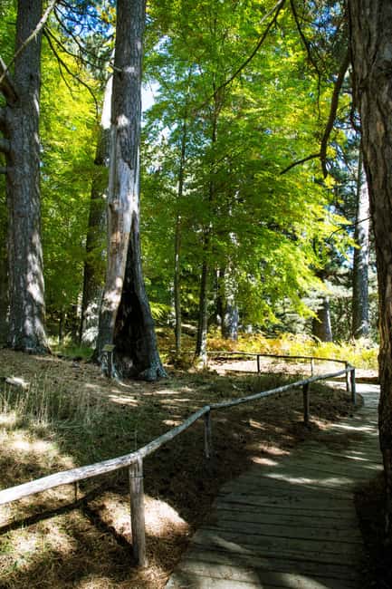 Camigliatello: Tour to the Giants Reserve & Wine Tasting - Key Points