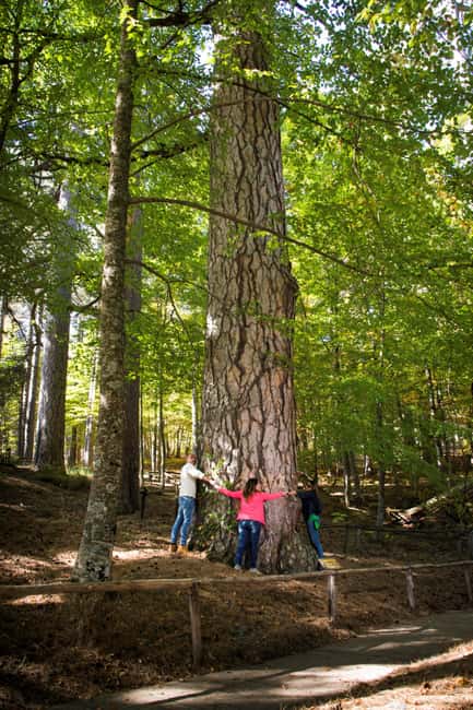 Camigliatello: Tour to the Giants Reserve & Wine Tasting - Transfer to Cava di Melis and the Mountain Vineyard