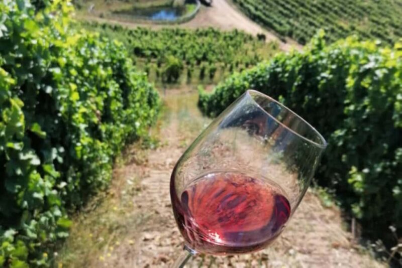 Camigliatello: Tour to the Giants Reserve & Wine Tasting - Who Will Appreciate This Tour Most?