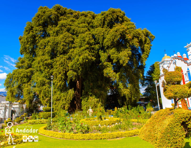 Caminos del Condoy: Boiling water, Mitla. Mezcal - The Cultural Charm of Teotitlán del Valle and Its Wool Loom Workshop