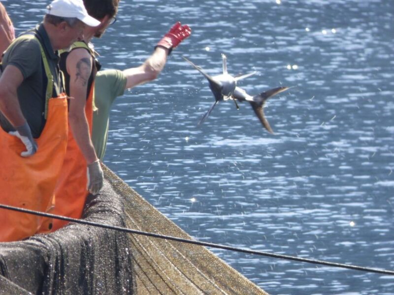 Camogli: Boat Tour on the trail of the Tonnarella - Exploring Camogli’s Famous Colorful Houses and Local Heritage