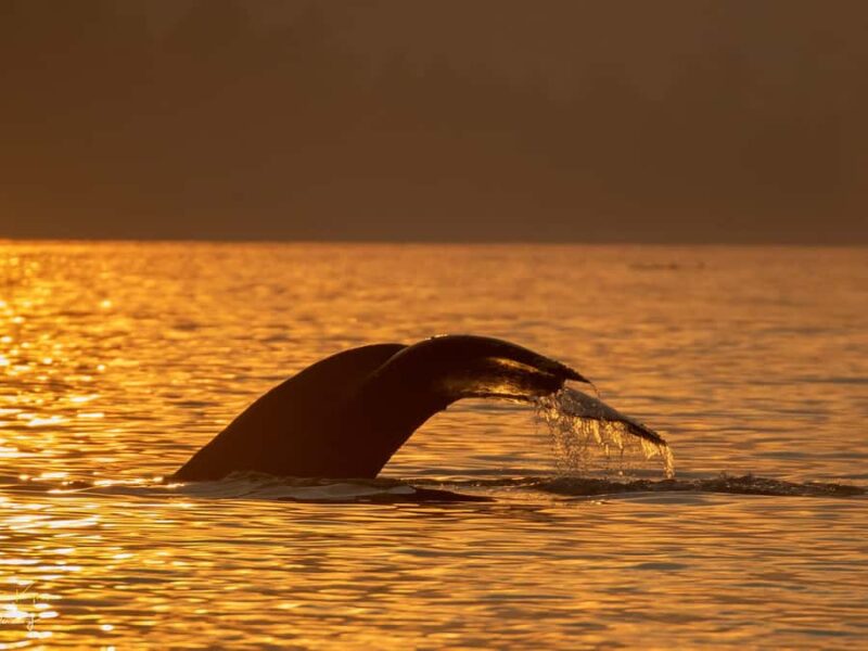 Campbell River: 2 Hour Scenic Sunset Tour By Boat - Wildlife Watching Through Discovery Passage