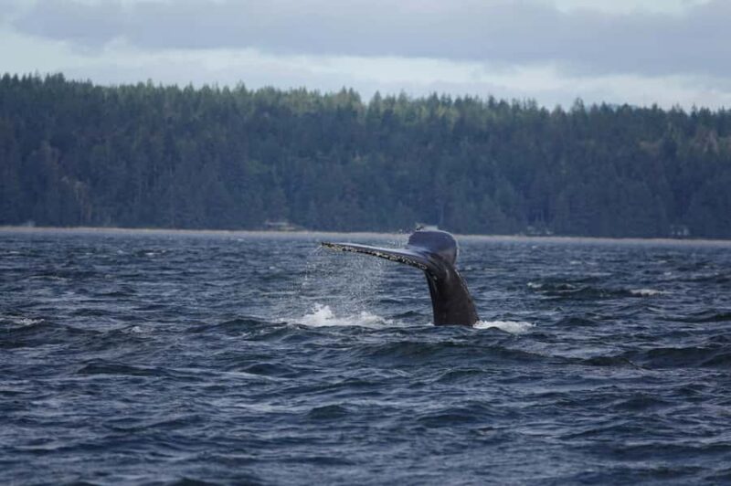 Campbell River: 4-Hour Ocean Rapids Ride - Marine Sound Experience and Whale Listening Opportunities