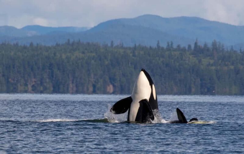 Campbell River: 4 Hour Whale & Wildlife Tour by Covered Boat - Navigating the Waterways of Discovery Passage