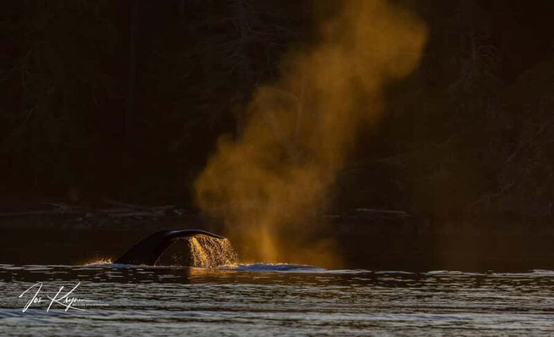 Campbell River: 4 Hour Whale & Wildlife Tour by Covered Boat - Wildlife Encounters and Marine Life Spotting