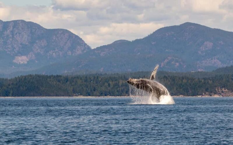 Campbell River: 4 Hour Whale & Wildlife Tour by Covered Boat - Scenery and Scenic Views Along the Way