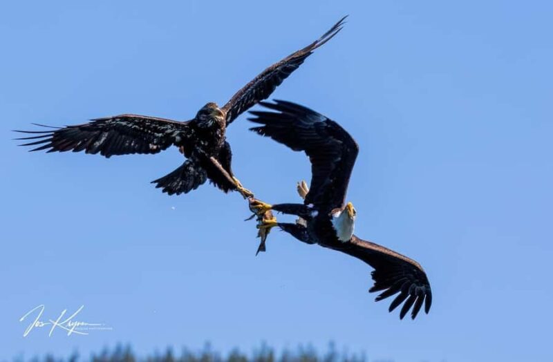 Campbell River: 4 Hour Whale & Wildlife Tour by Covered Boat - Practical Details and Accessibility