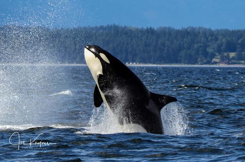 Campbell River: 4 Hour Whale & Wildlife Tour by Covered Boat - Realistic Expectations and Weather Considerations