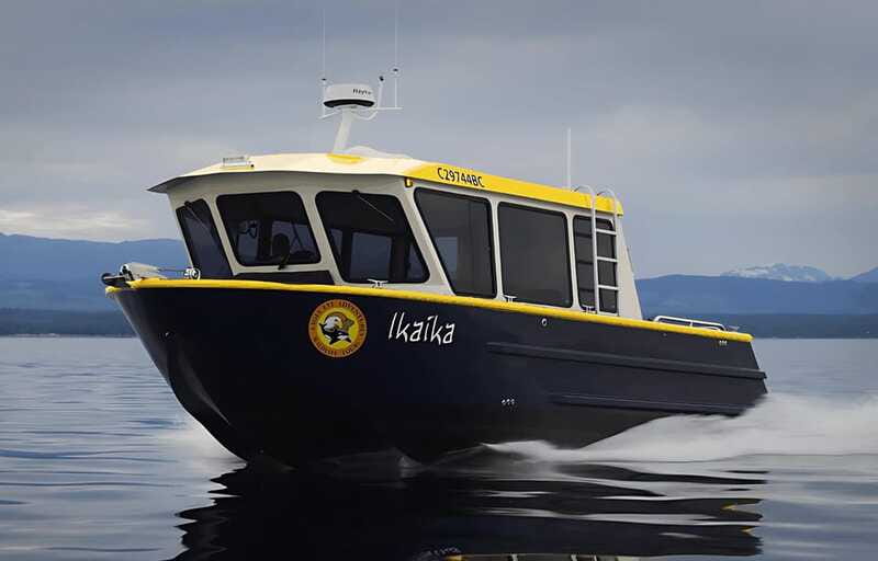 Campbell River: 6 Hour Covered Whale Watching Tour w/ Lunch - Wildlife Encounters and Marine Life