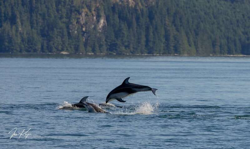 Campbell River: 6 Hour Covered Whale Watching Tour w/ Lunch - Pacing, Timing, and Flexibility