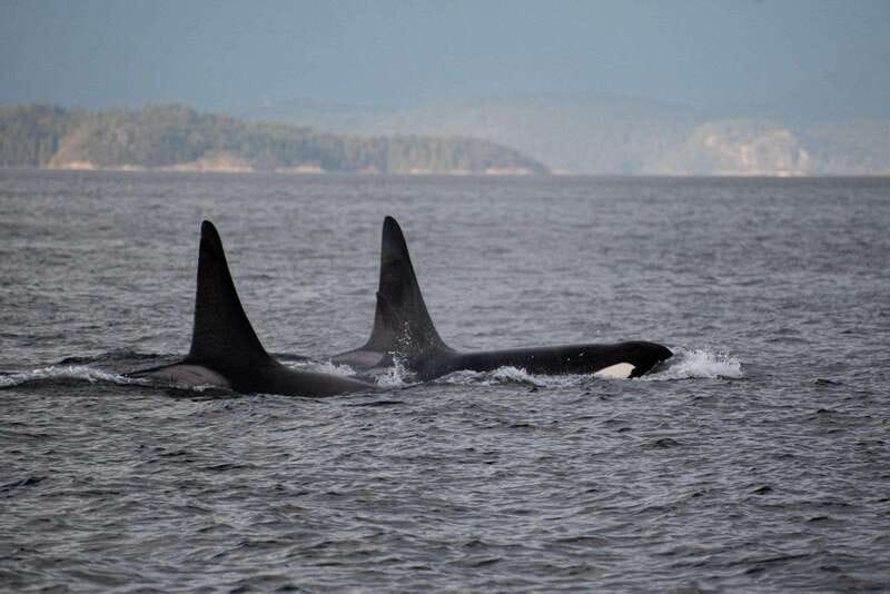 Campbell River: 6-Hour Whale Watching Boat Tour - Discover the 6-Hour Whale Watching Tour in Campbell River