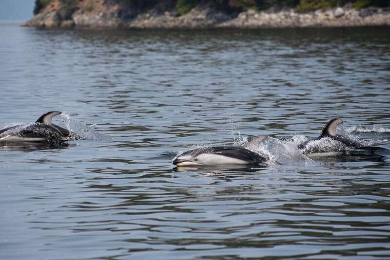 Campbell River: 6-Hour Whale Watching Boat Tour - The Scenic Route through Discovery Islands