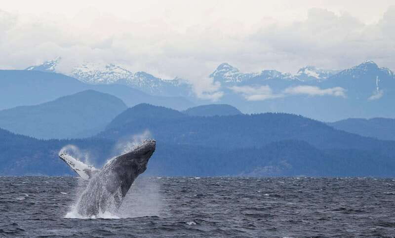 Campbell River: 6-Hour Whale Watching Boat Tour - The Naturalist Guide and Captain’s Expertise