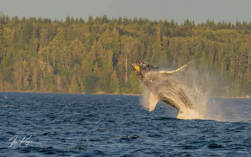 Campbell River: 6 Hour Zodiac Whale Watching Tour w/ Lunch - Discover the 6-Hour Zodiac Whale Watching Tour from Campbell River