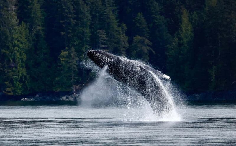 Campbell River: 6 Hour Zodiac Whale Watching Tour w/ Lunch - What Marine Wildlife Can You Expect to See?