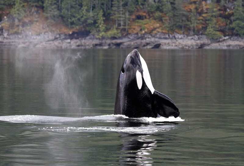 Campbell River: 6 Hour Zodiac Whale Watching Tour w/ Lunch - Lunch on Board: Tasty and Convenient