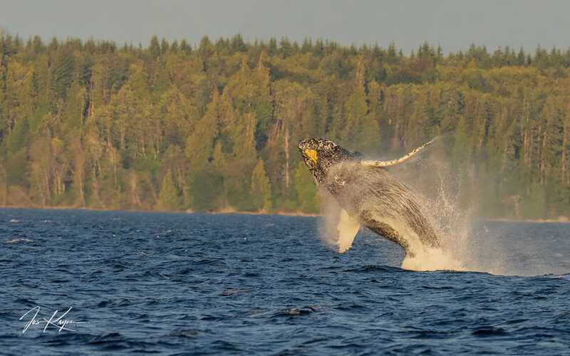 Campbell River: 6 Hour Zodiac Whale Watching Tour w/ Lunch - The Overall Experience: What Makes This Tour Stand Out