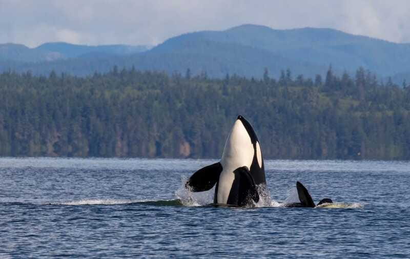 Campbell River: 6 Hour Zodiac Whale Watching Tour w/ Lunch - Practical Considerations and Tips
