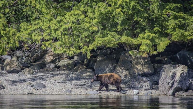 Campbell River: 7-Hour Big Animal Encounter Boat Tour - Key Points