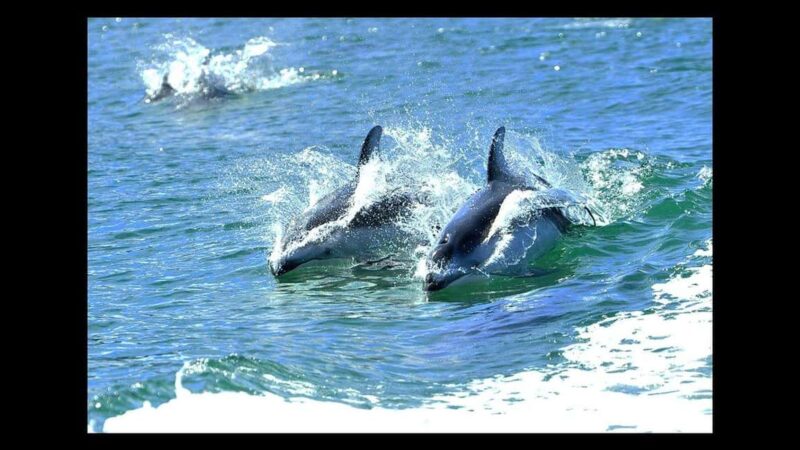 Campbell River: 7-Hour Big Animal Encounter Boat Tour - Guaranteed Whale Sightings and Underwater Listening Experience