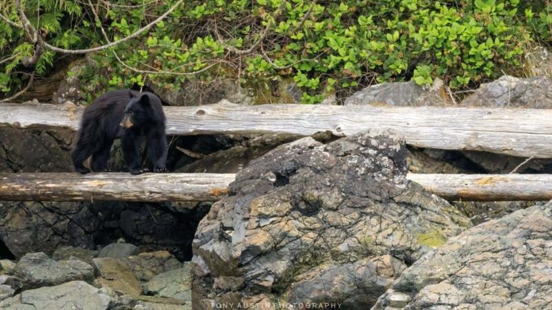 Campbell River: 7-Hour Big Animal Encounter Boat Tour - Marine Wildlife Encounters: Whales, Seals, and More