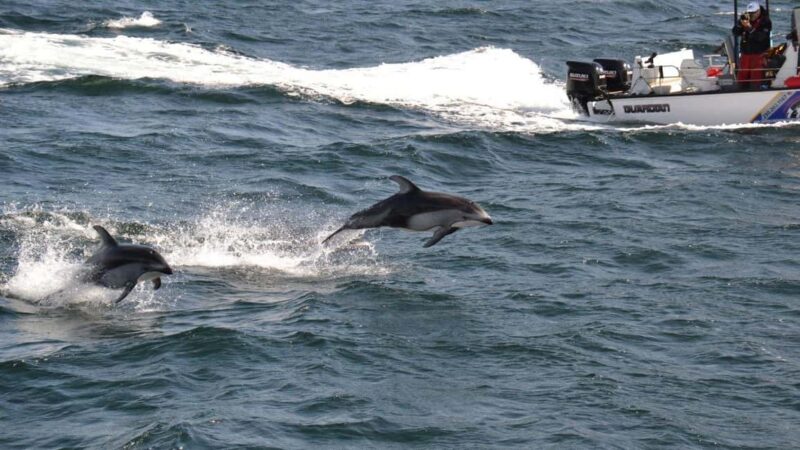 Campbell River: 7-Hour Big Animal Encounter Boat Tour - Food, Refreshments, and Comfort Onboard