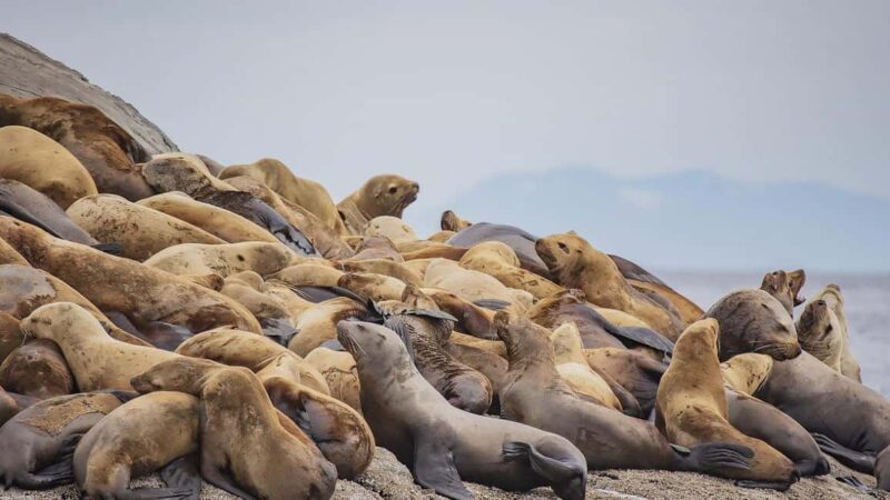 Campbell River: 7-Hour Big Animal Encounter Boat Tour - Practical Tips for a Smooth Trip