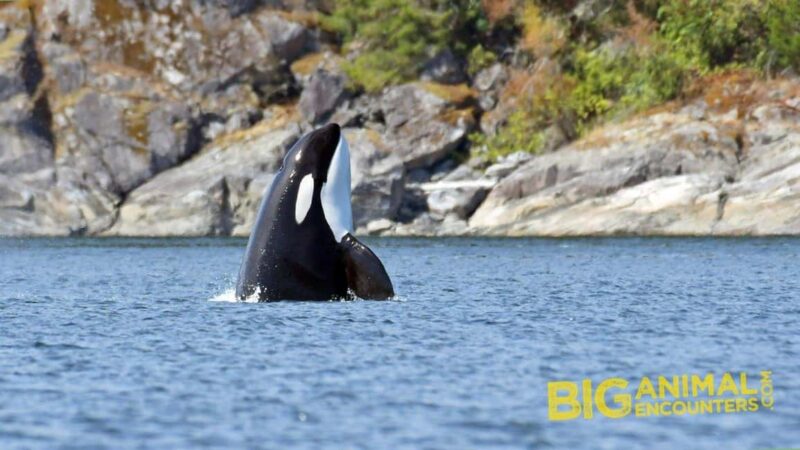 Campbell River: 7-Hour Big Animal Encounter Boat Tour - Flexibility and Rescheduling Policies