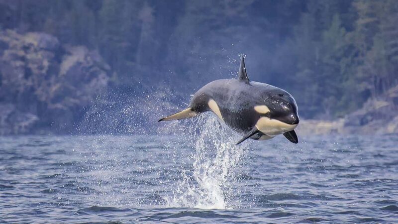 Campbell River: 7-Hour Big Animal Encounter Boat Tour - Final Thoughts on the Campbell River Animal Encounter Tour