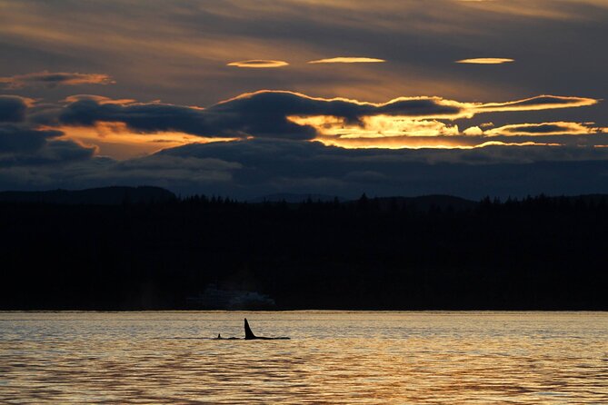 Campbell River, BC: 2 Hour Coastal Sunset Tour By Boat - Wildlife Encounters and Responsible Viewing