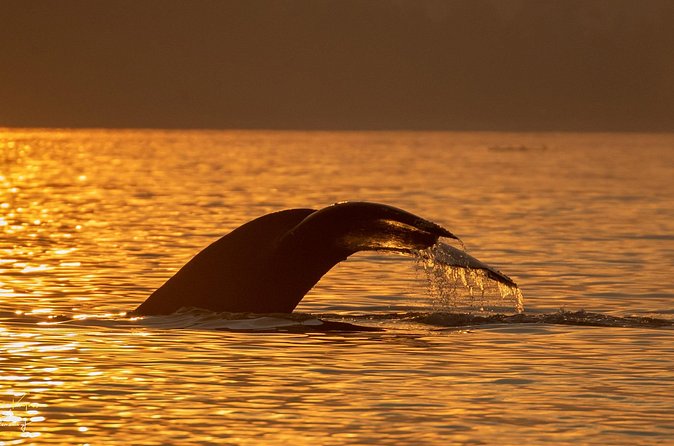 Campbell River, BC: 2 Hour Coastal Sunset Tour By Boat - Practical Details: Meeting Point and Group Size