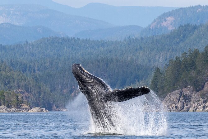 Campbell River, BC: 6 Hour Whale Watching Tour w/ Lunch Included - Key Points