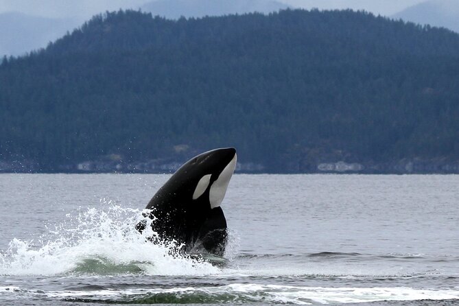 Campbell River, BC: 6 Hour Whale Watching Tour w/ Lunch Included - Boat Types and Comfort