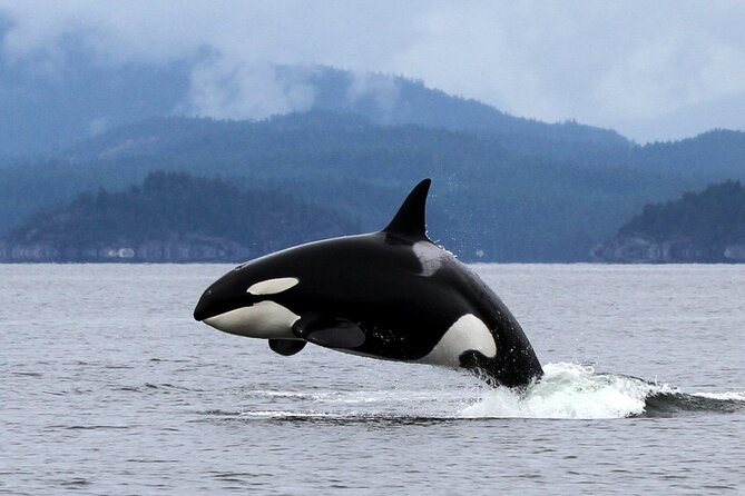Campbell River, BC: 6 Hour Whale Watching Tour w/ Lunch Included - Guide Expertise and Customer Service