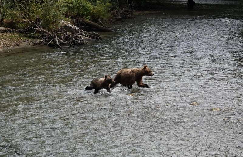 Campbell River: Bute Inlet Grizzly-Watching Tour & Boat Ride - On-Land Exploration and Cultural Insight