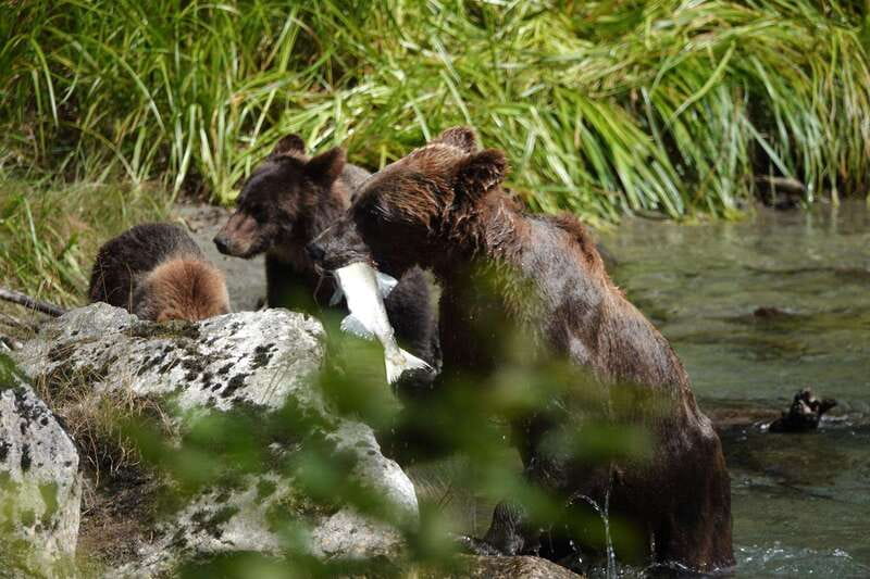 Campbell River: Bute Inlet Grizzly-Watching Tour & Boat Ride - Who Will Love This Tour Most?