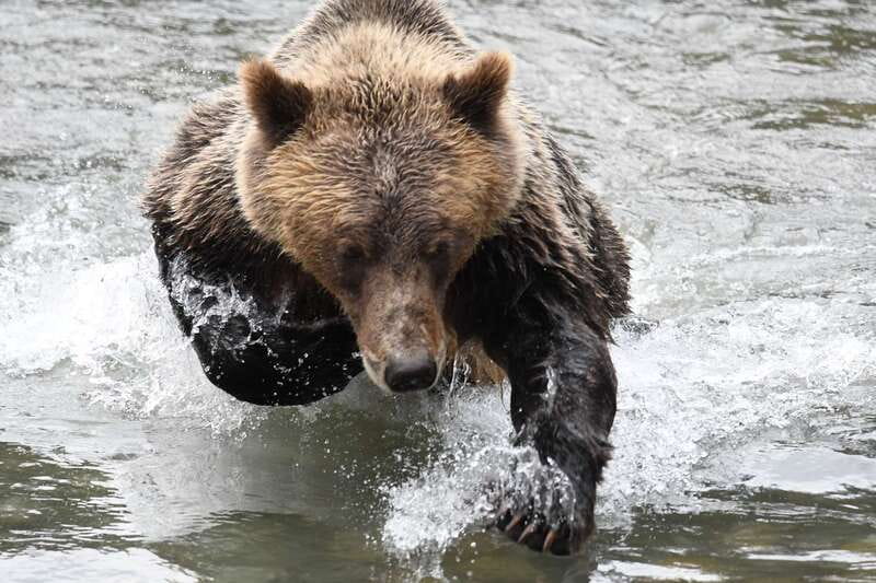 Campbell River: Deluxe Grizzlies & Indigenous Culture tour - Addressing Weather and Safety