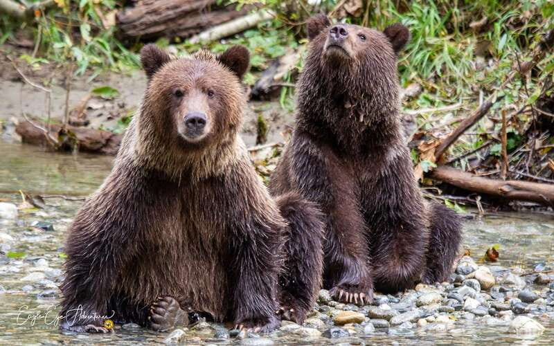 Campbell River: Full-Day Grizzly Bear Tour With Lunch - Discover the Full-Day Grizzly Bear Tour in Campbell River