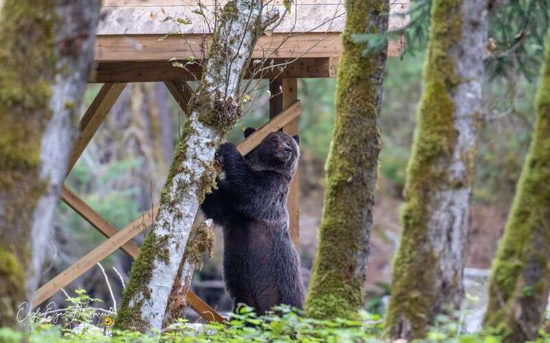 Campbell River: Full-Day Grizzly Bear Tour With Lunch - Key Points