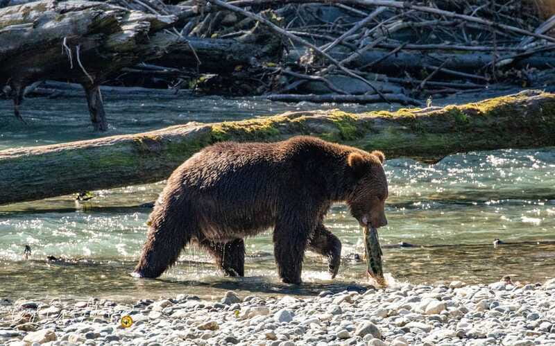 Campbell River: Full-Day Grizzly Bear Tour With Lunch - The Journey to the Bear Viewing Platforms