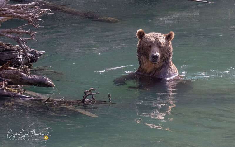 Campbell River: Full-Day Grizzly Bear Tour With Lunch - Wildlife Viewing and Education by Naturalist Guides