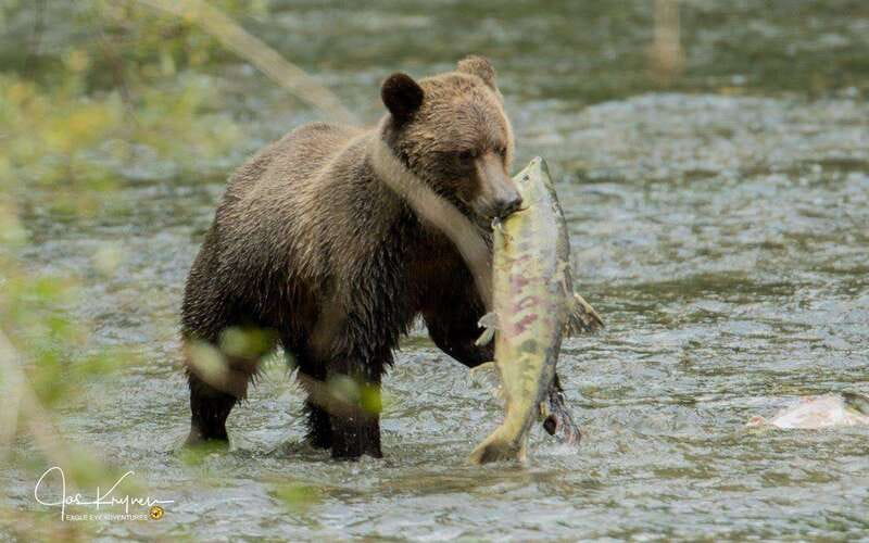 Campbell River: Full-Day Grizzly Bear Tour With Lunch - Practical Tips for the Tour Day