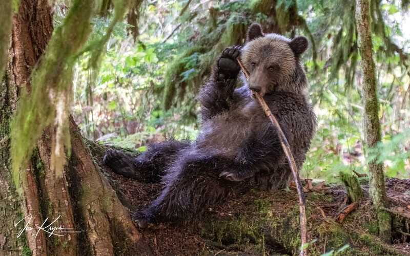 Campbell River: Full-Day Grizzly Bear Tour With Lunch - Honest Limitations and Wildlife Spotting Realities