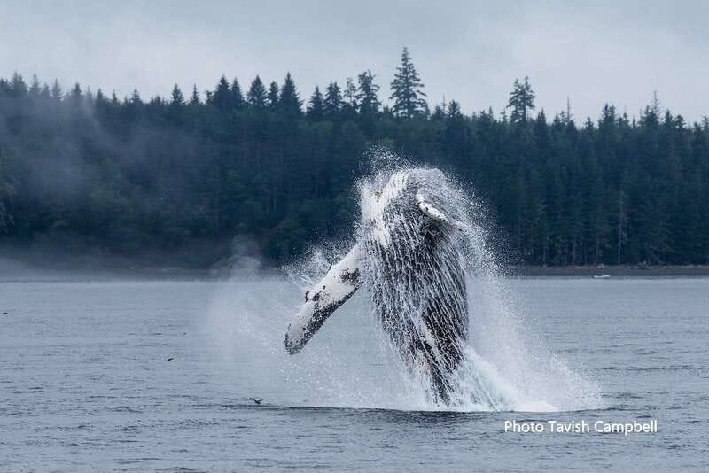 Campbell River: Grizzly Bear-Watching Tour with Lunch - Exploring Homalco First Nation Territory