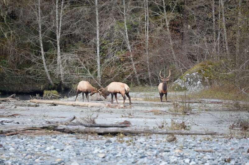 Campbell River: Grizzly Bear-Watching Tour with Lunch - Prime Wildlife Viewing Locations and Platforms